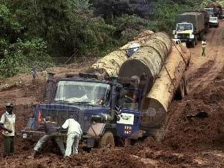 destruction de forêt équatoriale
