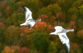 messagers du ciel