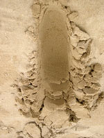 adh&eacute;rer &agrave; la terrre