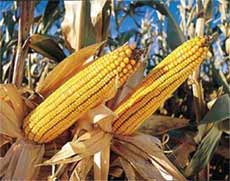 ma&iuml;s transg&eacute;nique