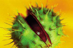 fruit m&ucirc;r
