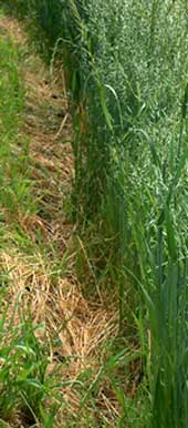 grain et ivraie