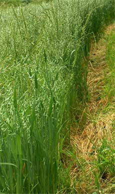 grain et ivraie