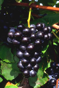 temps des vendanges